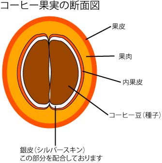 カフェナプキン（シルバースキン配合